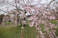 桜の咲く頃 ～枝垂桜