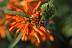 オレンジの花