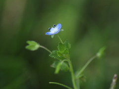 孤高の花