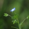 孤高の花