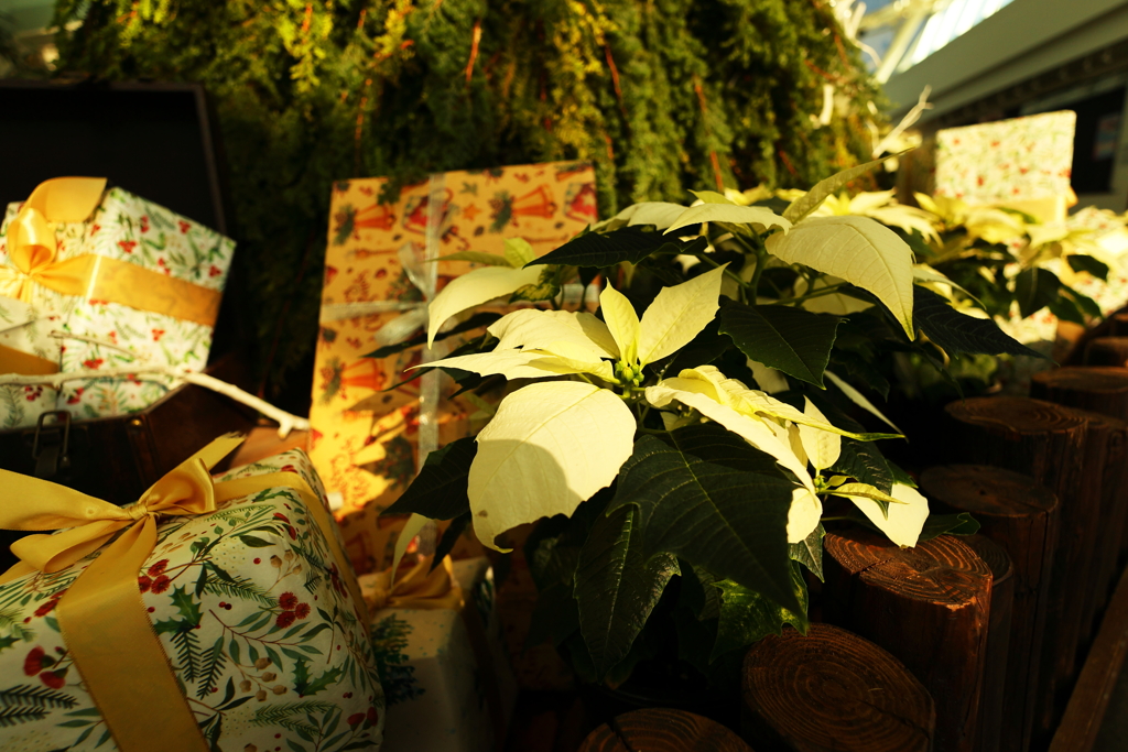 X'mas プレゼント