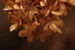 枯花