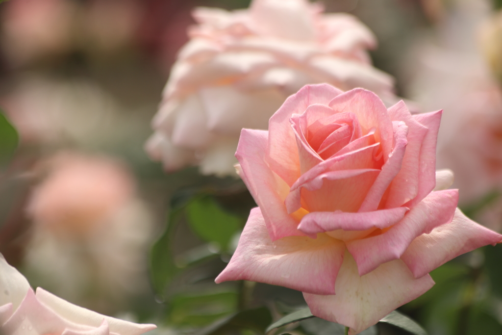 light pink