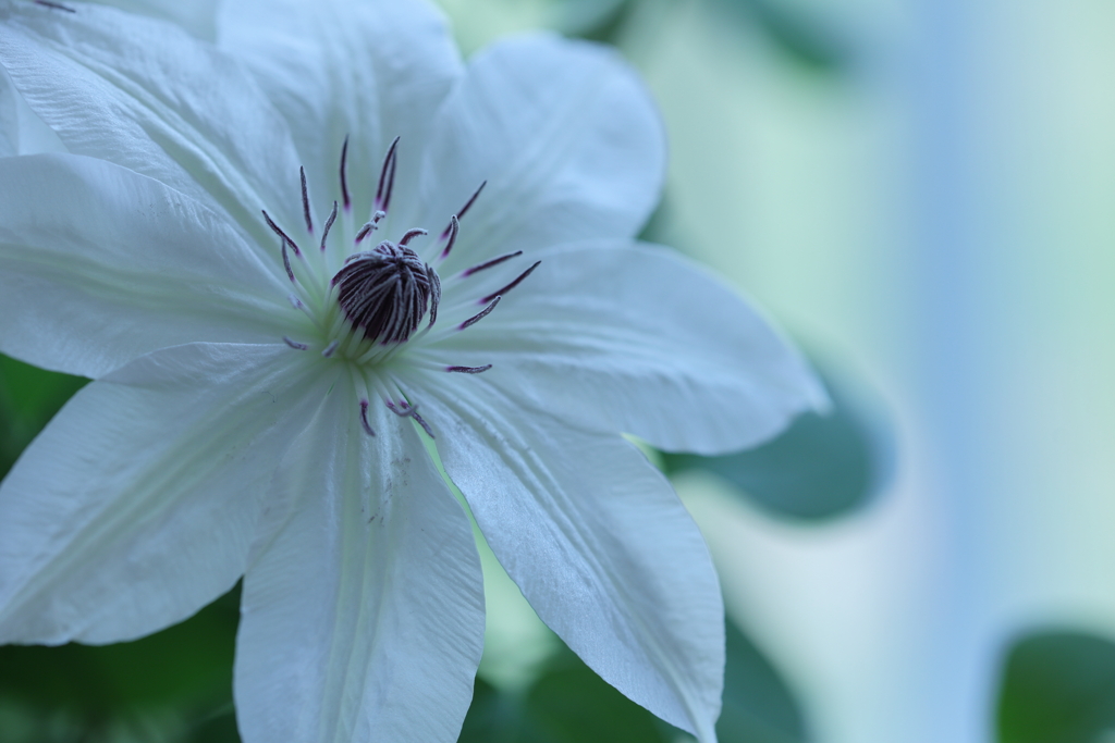 清楚な花