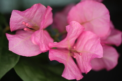 ピンクの花びら