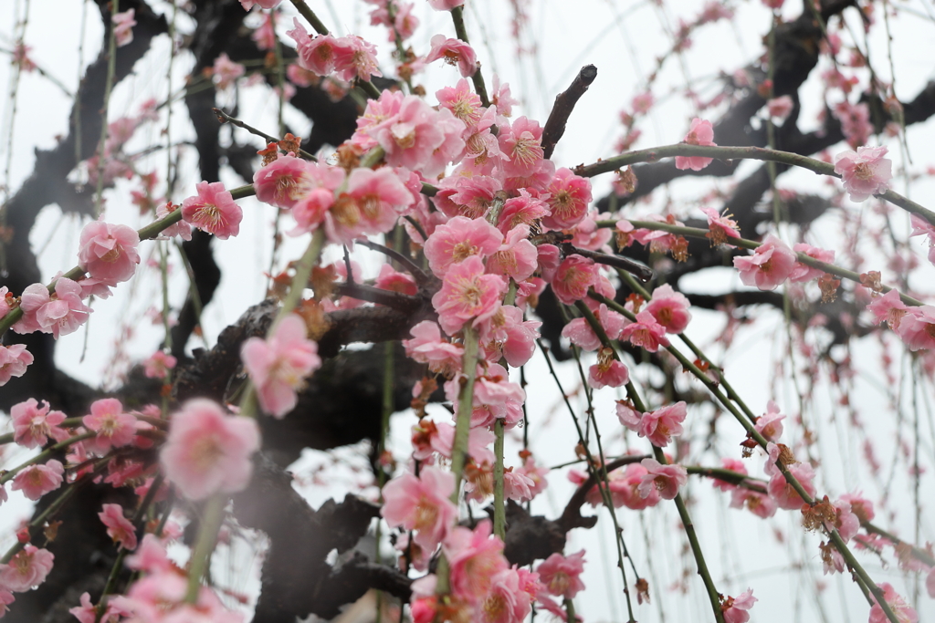 墨俣　光受寺　散り際Ⅱ