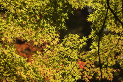 秋のグラデーション