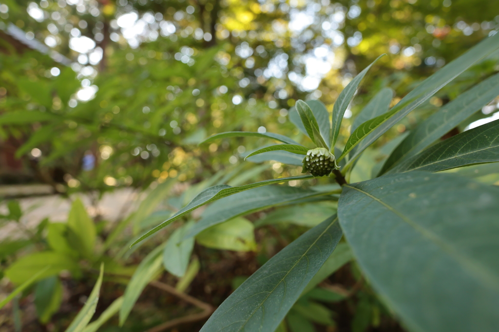 二股か三つ股か