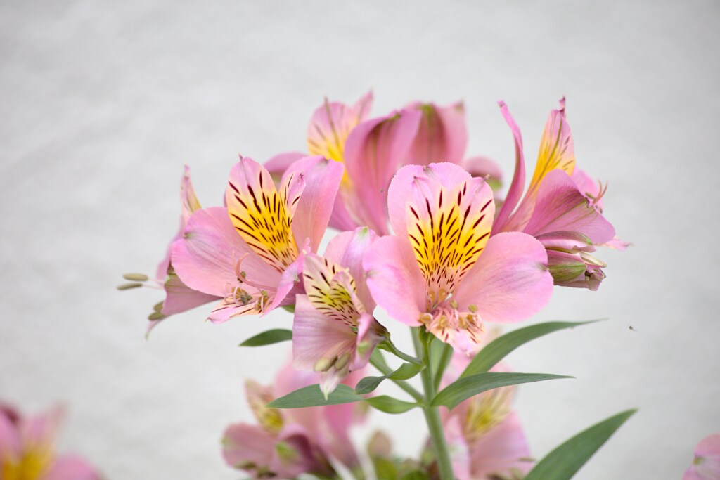 アルストロメリア（百合水仙）　　なんか舌噛みそう