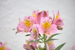 アルストロメリア（百合水仙）　　なんか舌噛みそう