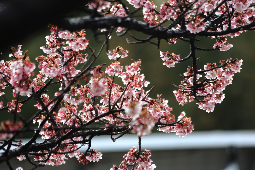 朝日に煌めいて