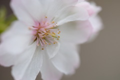 10月桜