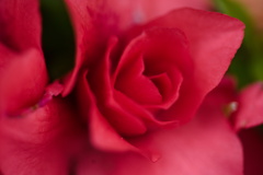 薔薇のように