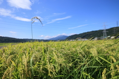 稲穂と伊吹山