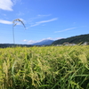 稲穂と伊吹山
