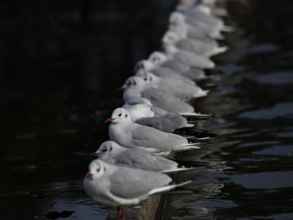 整列！ 左向け！