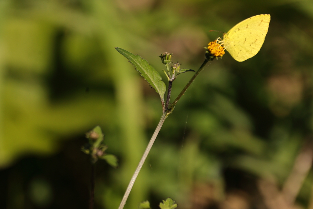 晩秋の日向ぼっこ