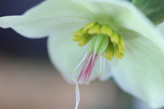 蕊
