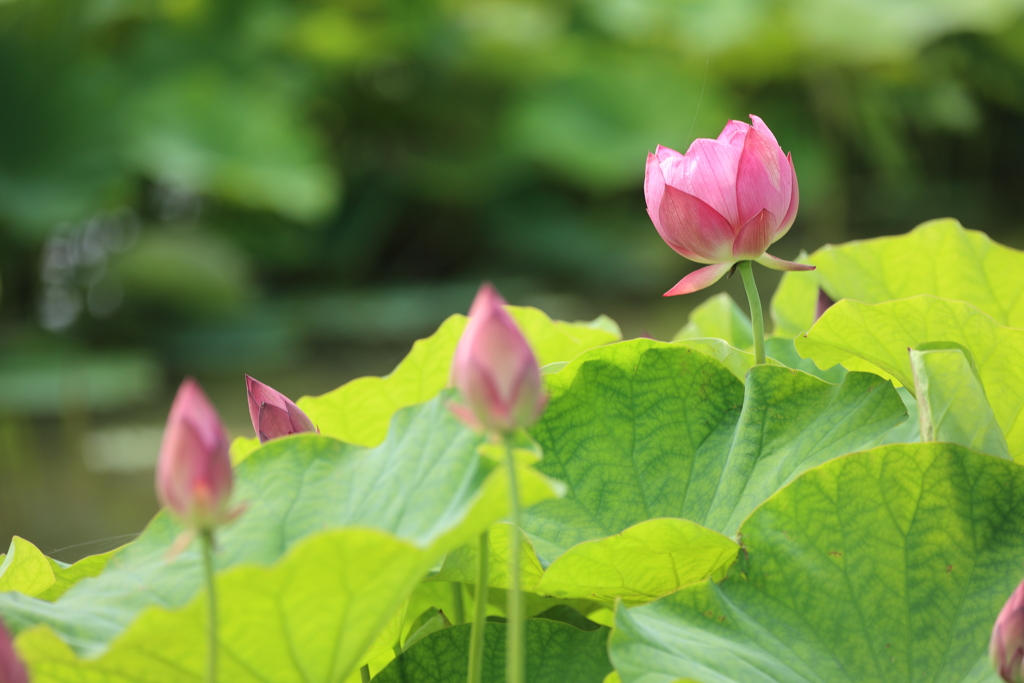レンコンの花
