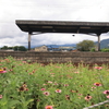 花咲くホーム