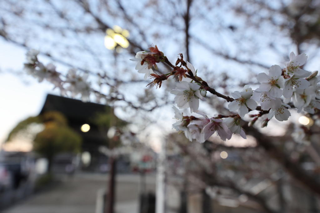 冬桜