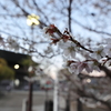 冬桜