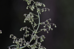 花粉症に注意