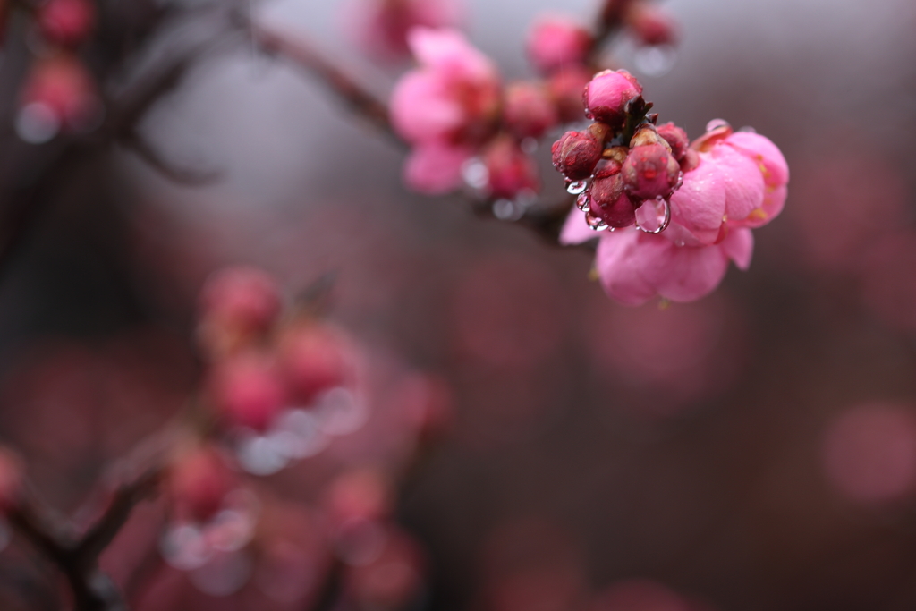 紅梅