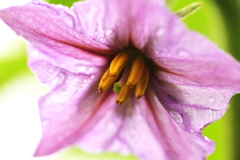 ちいさなバナナ ちいさなバナナ