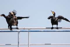 殿!!!  刺客に襲われる