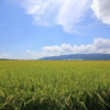 稲穂なびく