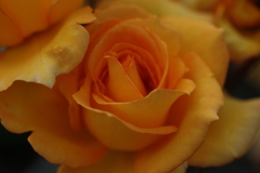 オレンジのドレス