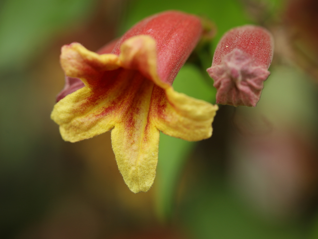 ビグノニア・カプレオラータ