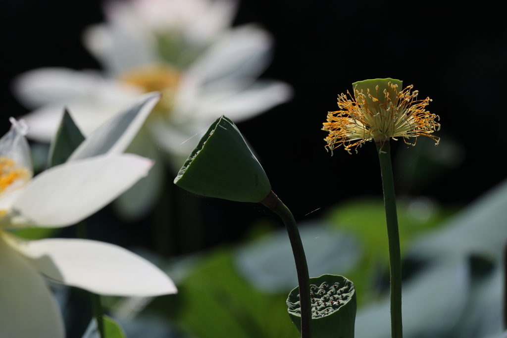 花落ちて