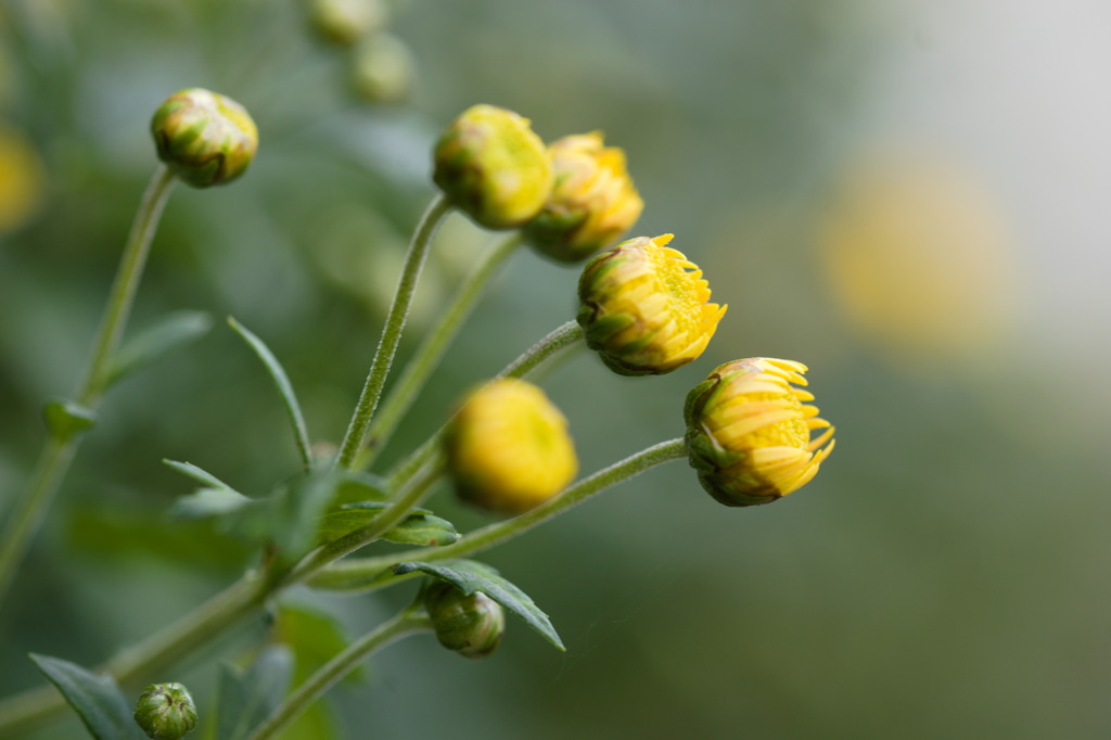 小菊