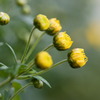小菊