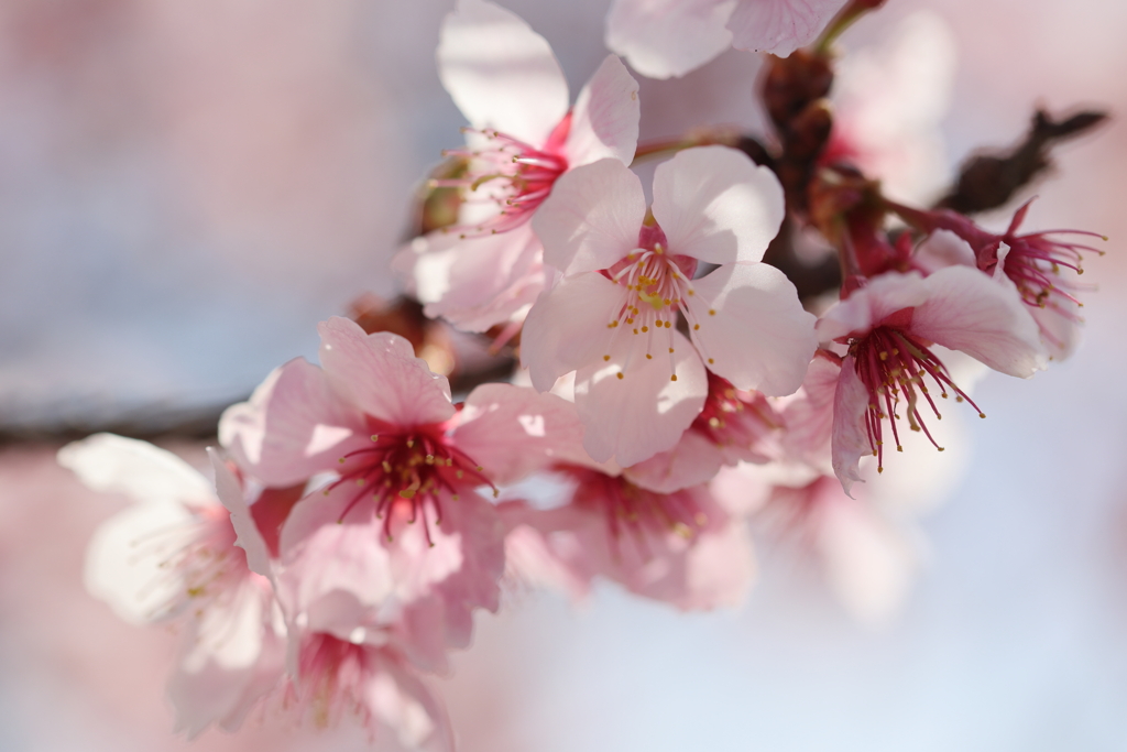 椿寒桜