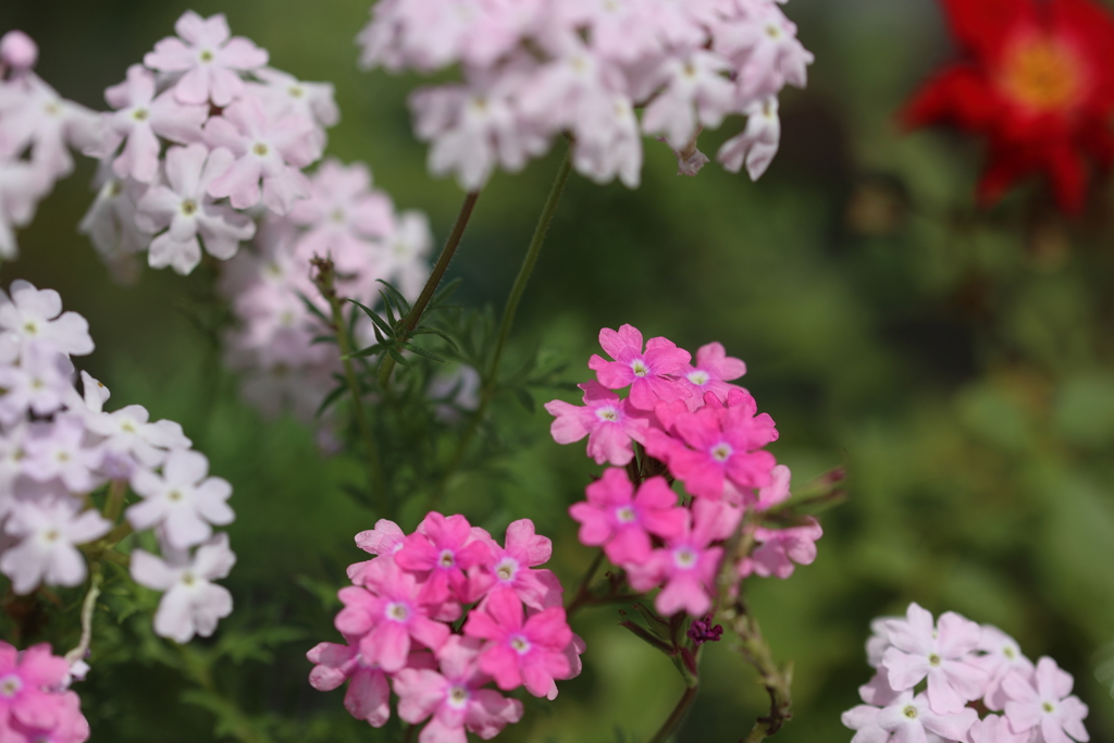 美女ノ桜