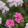 美女ノ桜
