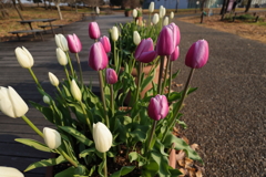 チューリップ咲く散歩道
