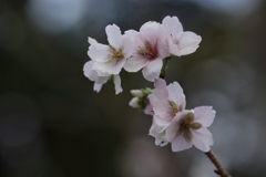 冬桜