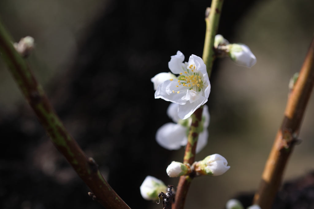 花桃？