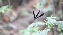 羽黒蜻蛉