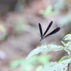 羽黒蜻蛉