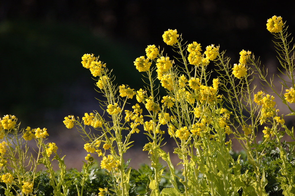 菜の花