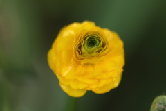 黄色の花