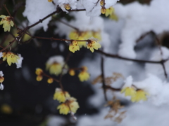 雪と蠟梅