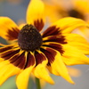 The Sun