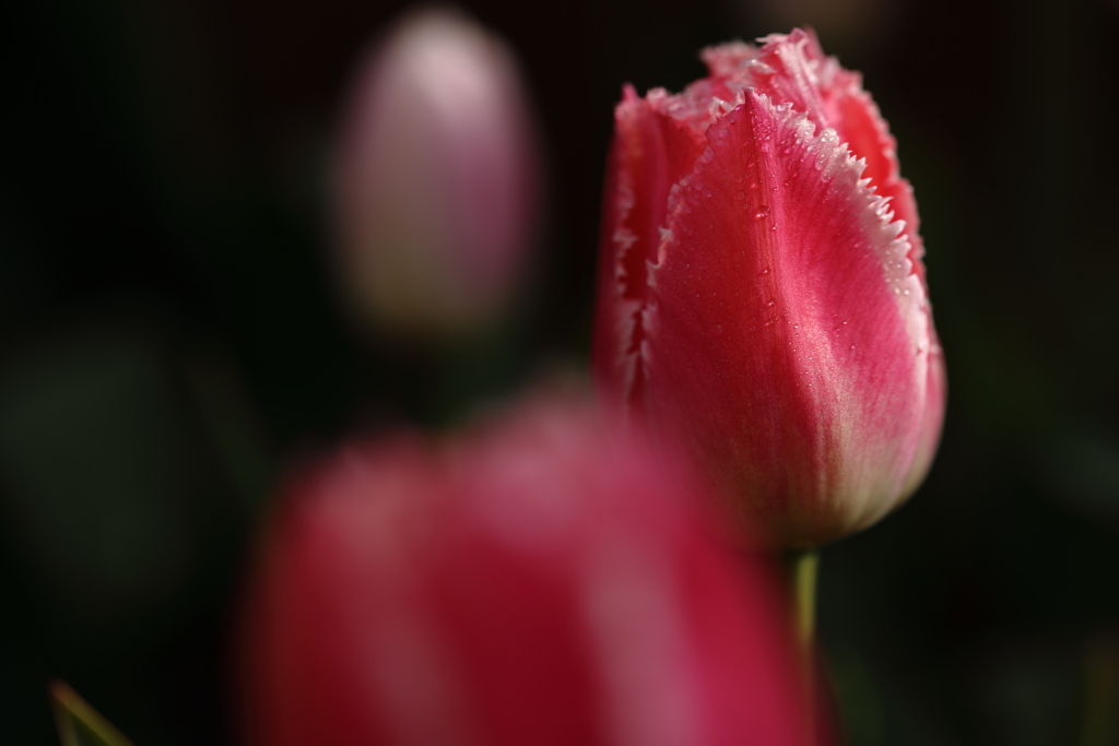 チューリップの滴