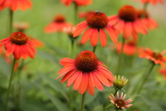 夏の花